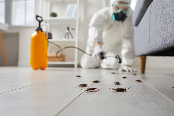 Post-Treatment Bed Bug Interceptor Monitoring in Fairview-Ferndale